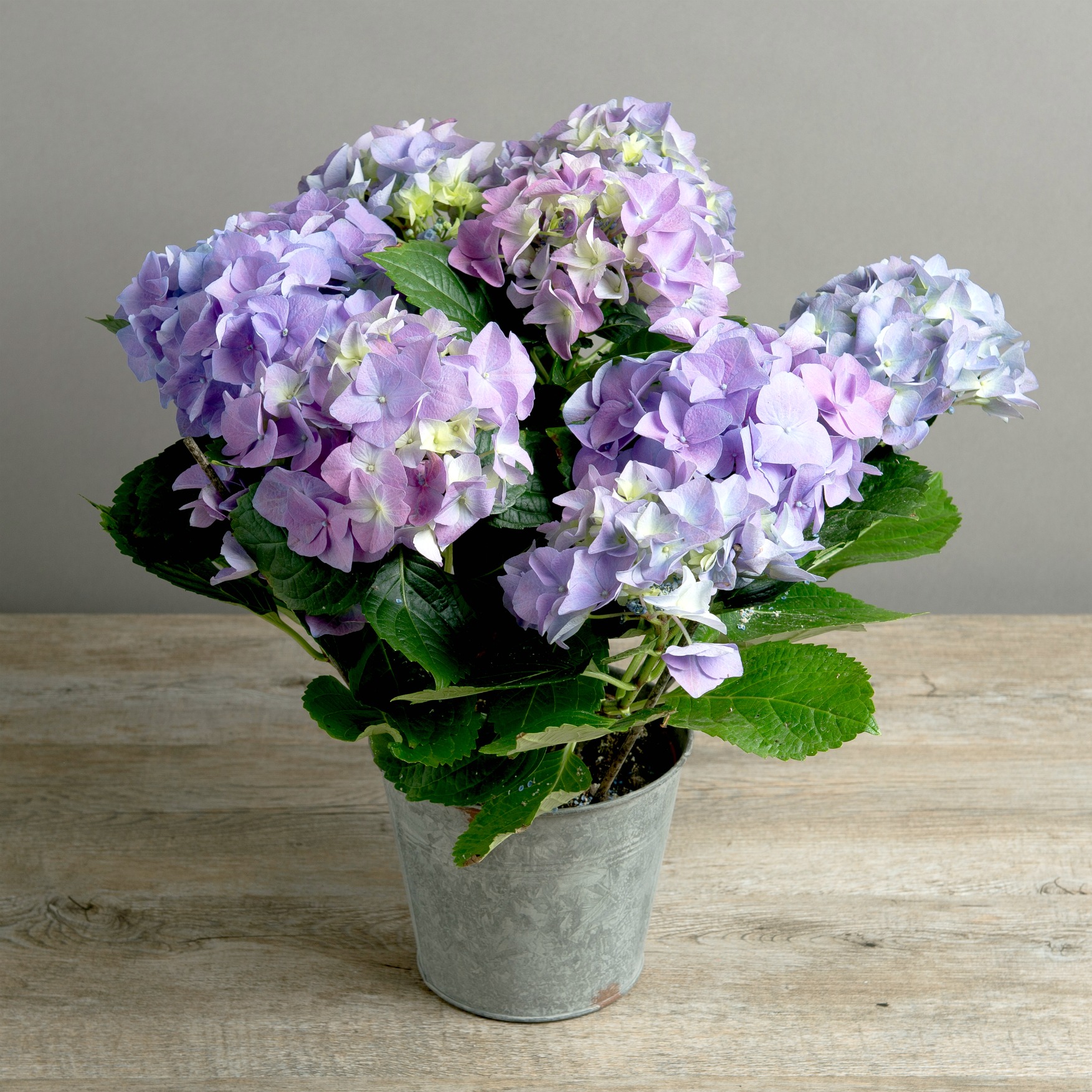 hydrangea plant blue flower flowers pot sky vintage style spring