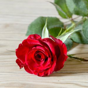 rhodos red rose