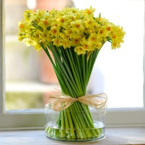WINTER-ENGLISH-GROWN-NARCISSUS-100-STEMS-2