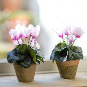 LITTLE-POTTED-CYCLAMEN-PLANT-1