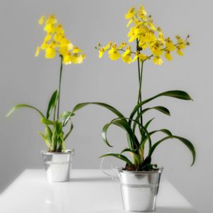 original_yellow-dancing-lady-orchid