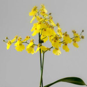 original_yellow-dancing-lady-orchid-plant