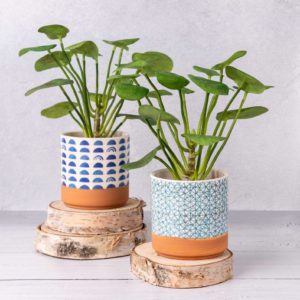 FAUX-CHINESE-MONEY-PLANT-IN-PATTERN-POT-1-1