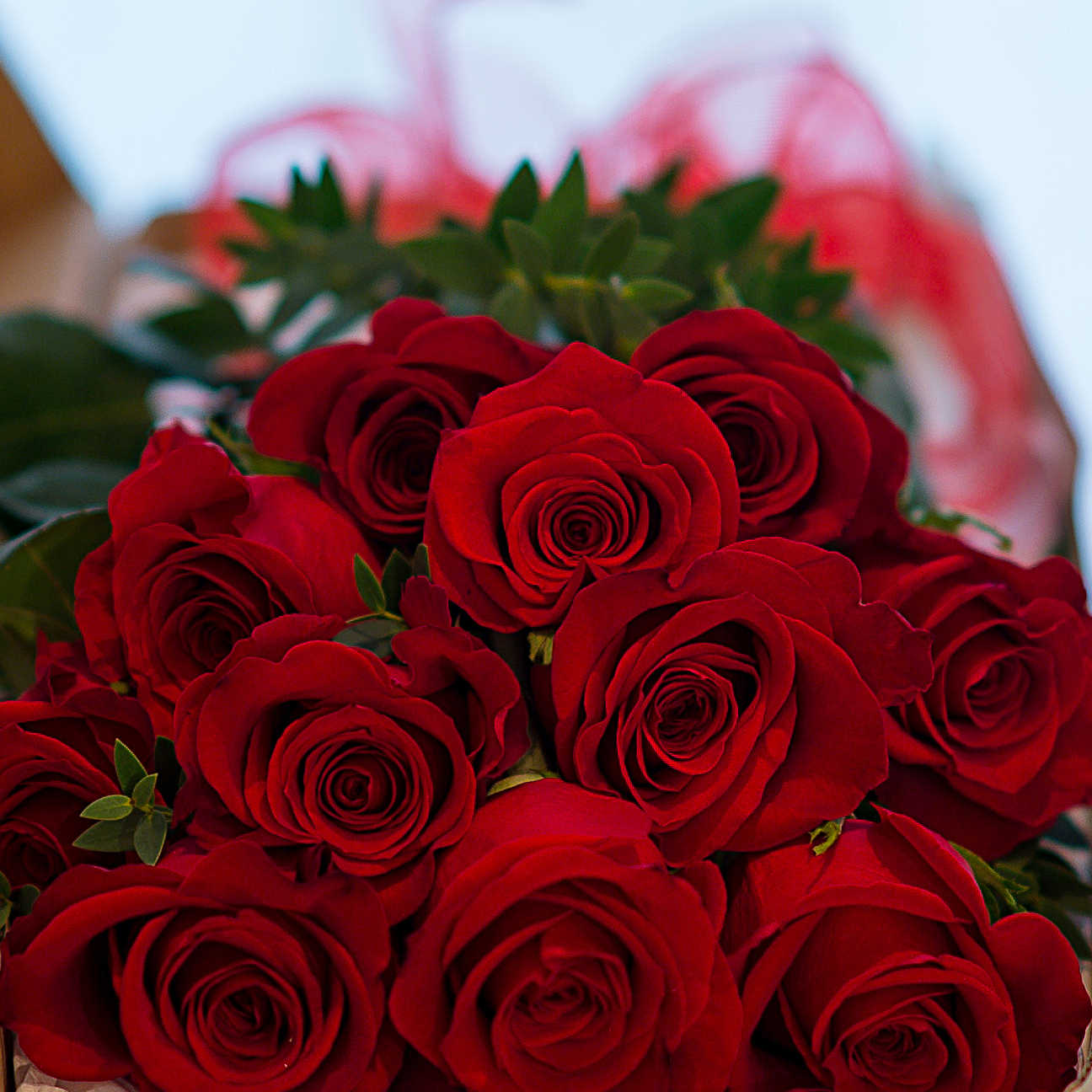 How to care for your valentine red roses in just 3 easy steps!
