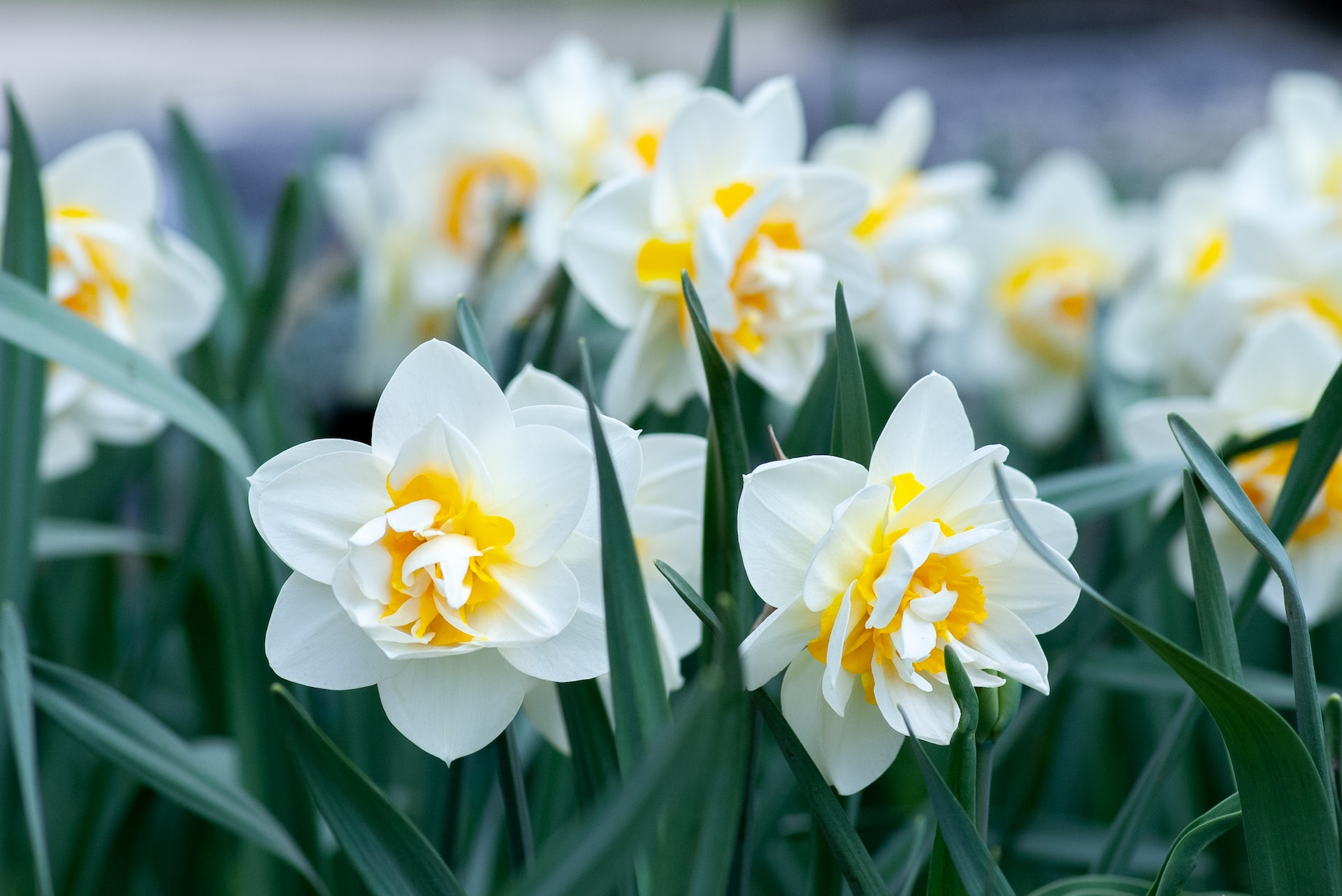 <strong></noscript>Bring the Sunshine: What to do with daffodils after flowering</strong>