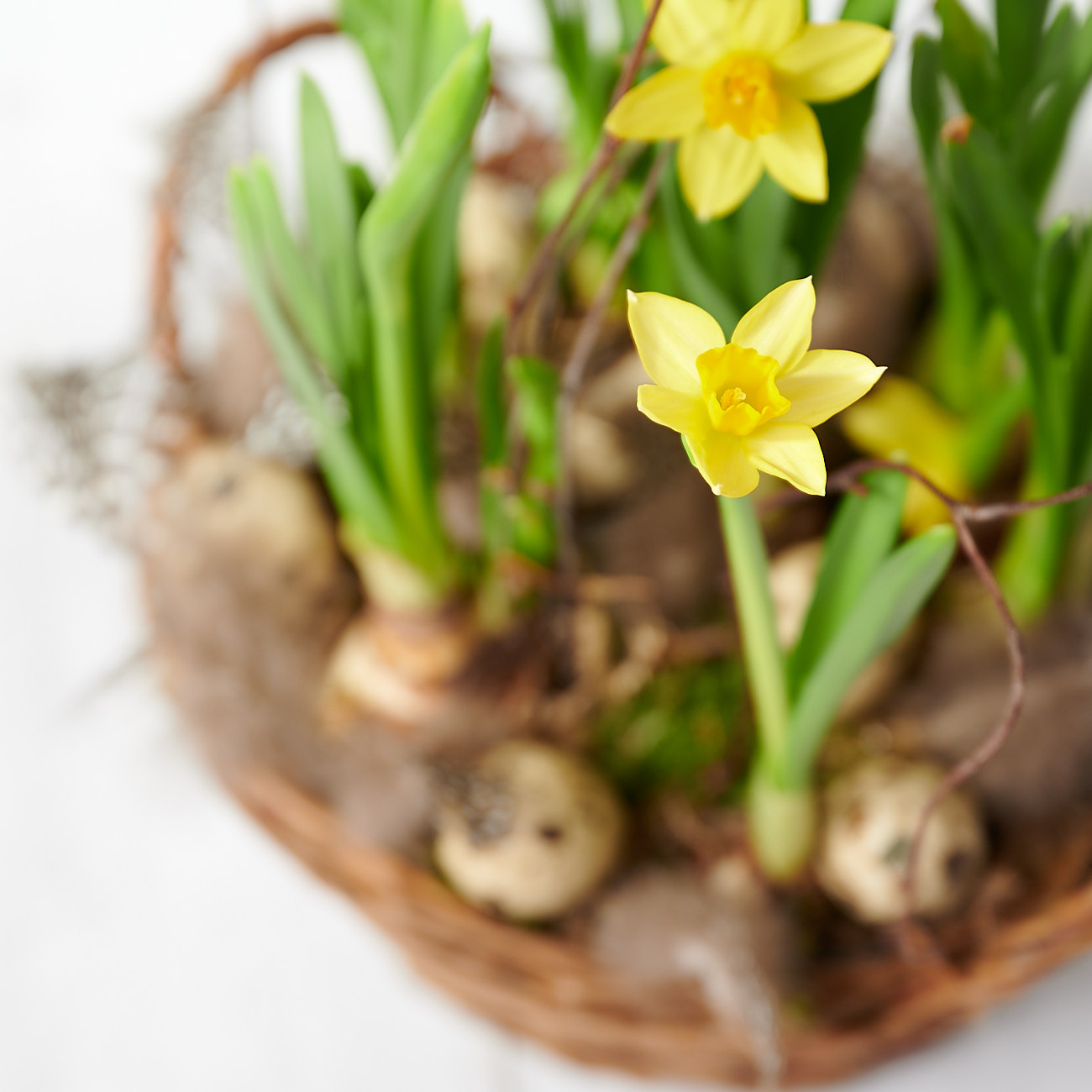 <strong></noscript>What flowers are associated with Easter? Our best blooms for Eastertime</strong>